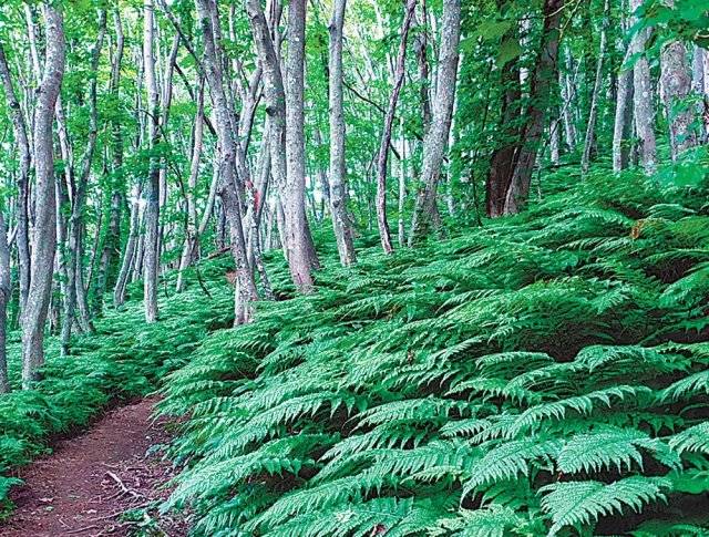 성인봉 고사리 군락지.