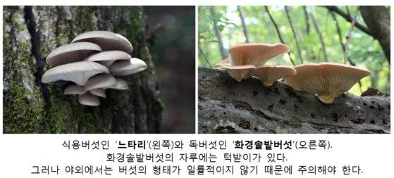식용버섯과 독버섯 비교. 국립수목원