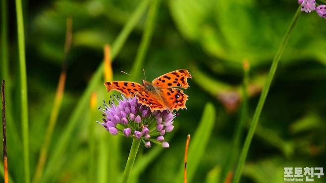 두메부추꽃과 표범나비