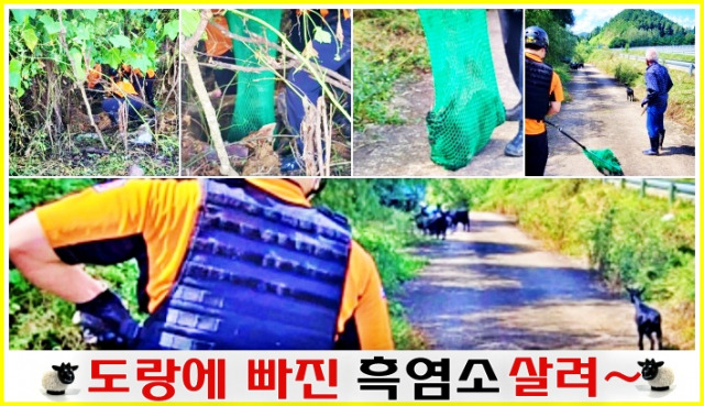 ▲119구조대원들이 풀 속을 헤쳐 들어가 도랑에 빠져 있던 새끼 흑염소를 구조망을 건져 올려 무리 속으로 보내고 있다 ⓒ장수소방서