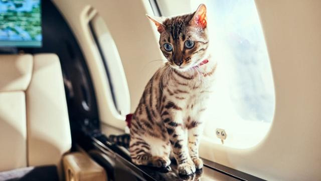 글로벌 프라이빗 항공기 운영사 비스타젯(VistaJet) SNS 캡처