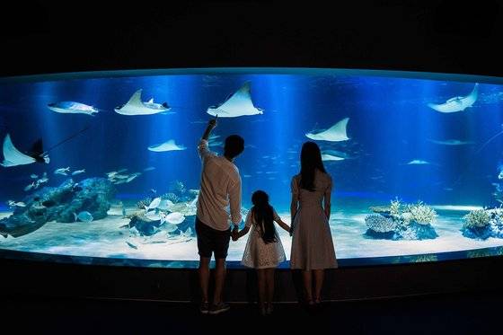 아쿠아플라넷은 백신 접종자 가족을 대상으로 할인 혜택을 준다. 아쿠아리스트가 메인 수조에서 펼치던 한복 공연은 코로나 여파로 취소했다. 사진 아쿠아플라넷