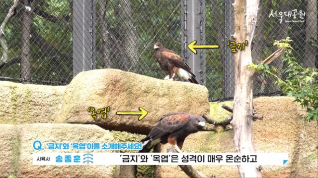 붉은허벅지말똥가리 '금지'와 '옥엽'이 사진. 서울대공원 유튜브 영상 캡쳐.