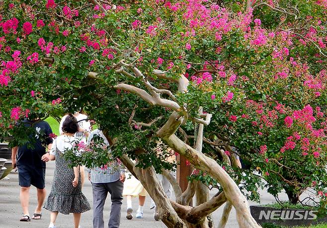 [제주=뉴시스] 제주시 애월읍 항파두리 항몽유적지를 찾은 관람객들이 활짝 핀 배롱나무꽃 아래로 걸으며 성큼 다가온 가을 분위기를 만끽하고 있다. (사진=뉴시스DB)