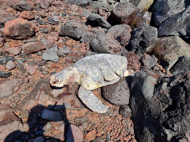 제주 한림 비양도서 발견된 푸른바다거북 사체 [제주해양경찰서 제공. 재판매 및 DB 금지]