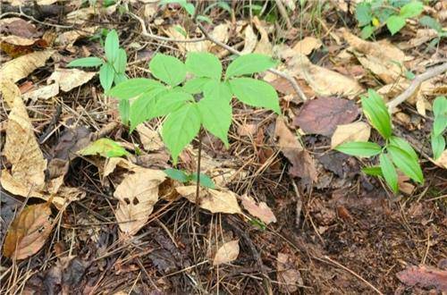 경남 함양 지리산에서 발견된 5대 가족 천종산삼 [한국전통심마니협회 제공. 재판매 및 DB 금지]