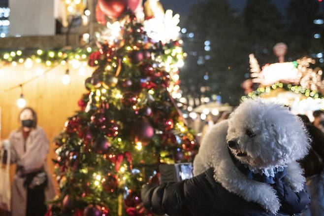 올해 크리스마스 트리 가격이 25%가량 비싸진다(사진=AFP)