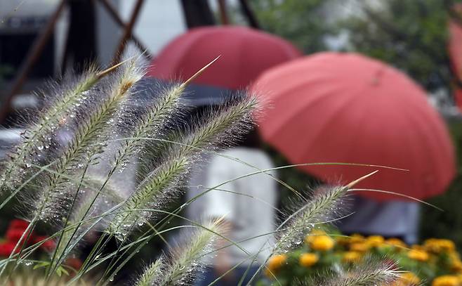 [서울=뉴시스] 고승민 기자 = 절기상 '백로(白露)'이자 비가 내리는 7일 서울 청계광장 인근에서 직장인들이 우산을 쓰고 출근하고 있다. 수크렁에 빗물이 맺혀 있다. 2021.09.07. kkssmm99@newsis.com