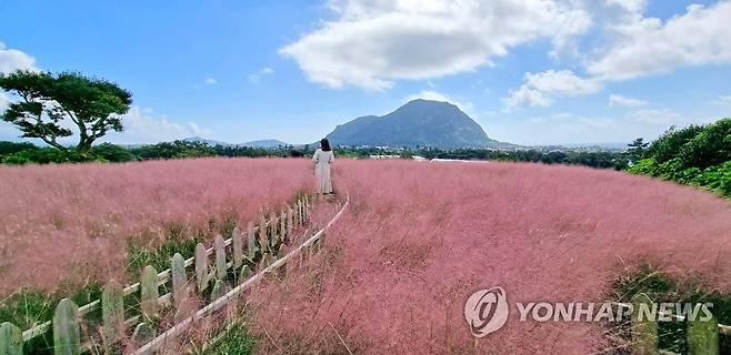 제주도 서귀포시에 식재된 핑크뮬리 [연합뉴스 자료사진]