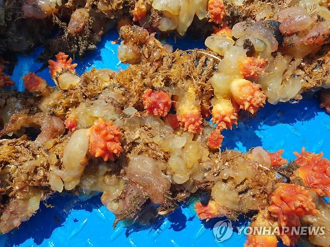고수온으로 폐사한 멍게 [국립수산과학원 제공. 재판매 및 DB금지]
