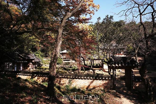 강진 백운동원림의 가을