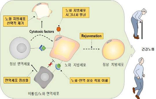 지방 면역 유도 노화제어 기술 개요  <자료:KIST>