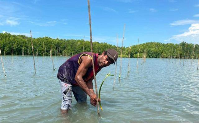 인도네시아 파푸아주 아르모파 마을 주민이 맹그로브 묘목을 심고 있다. 안타라통신 캡처