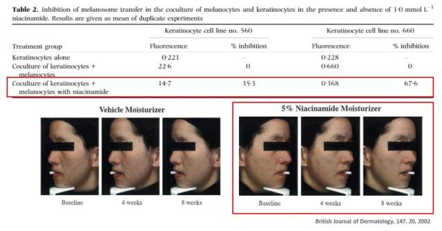 임상 결과에 따르면 나이아신아마이드는 멜라닌 색소 이동을 약 35~68% 감소시켰다./사진=코스맥스 제공