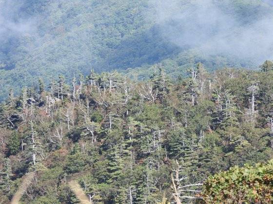 설악산 대청봉 인근 분비나무 등 침엽수가 고사한 모습. 강찬수 기자