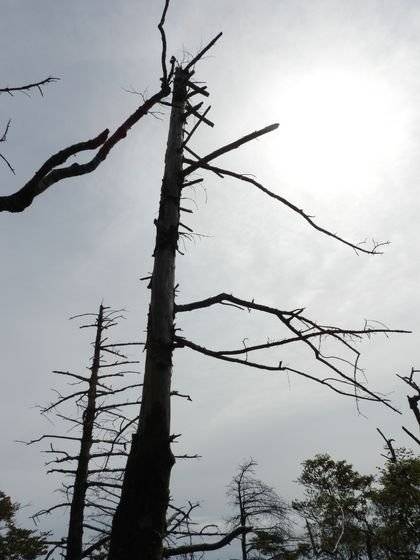 지리산 중봉 근처에서 말라죽은 구상나무 고사목. 강찬수 기자