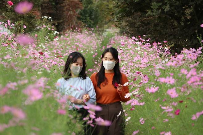 코스모스 만개한 노근리평화공원 [영동군 제공. 재판매 및 DB 금지]