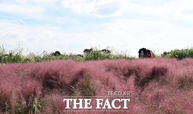 완연한 가을 날씨를 보인 24일 오후 서울 마포구 하늘공원을 찾은 시민들이 핑크뮬리를 보며 가을을 만끽하고 있다. /이동률 기자