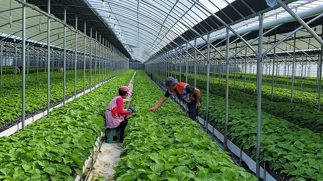 들깻잎 수경재배 시범사업 선정된 농가가 수경재배로 들깻잎을 재배하고 있다./사진=부산시농업기술센터