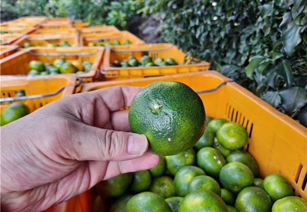 제주자치경찰단이 덜 익은 감귤을 적발했다 *재판매 및 DB 금지