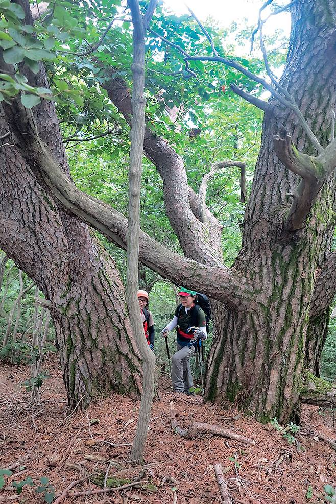 816.3m봉 정수리에 자리하고 있는 수령 300년인 노송 2그루.