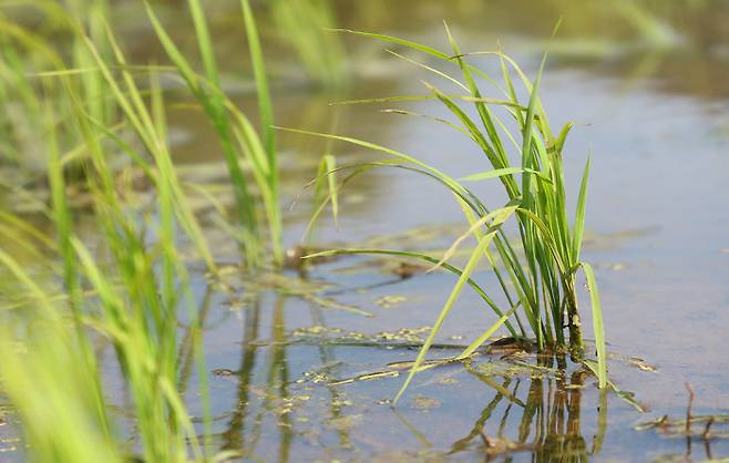 모내기한 논. 백남기·박경숙 농민은 전남 보성에서 벼와 밀 농사를 지었다.