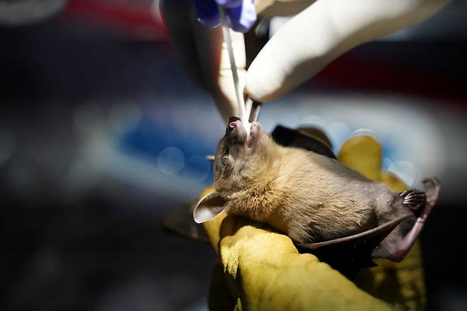 라오스에 서식하는 박쥐에서 신종 코로나바이러스 감염증(코로나19)을 유발하는 SARS-CoV-2와 95% 이상 일치하는 코로나 바이러스 3종이 발견돼 학계에 보고됐다. /사진=로이터