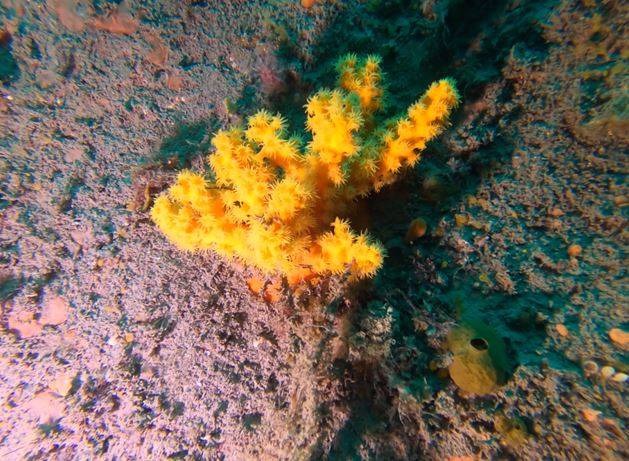 다도해해상국립공원에서 발견된 유착나무돌산호/사진=환경부