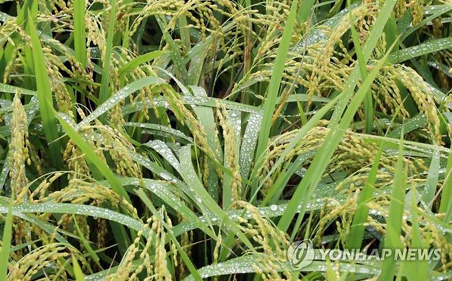 빗방울 맺힌 벼 [연합뉴스 자료사진]
