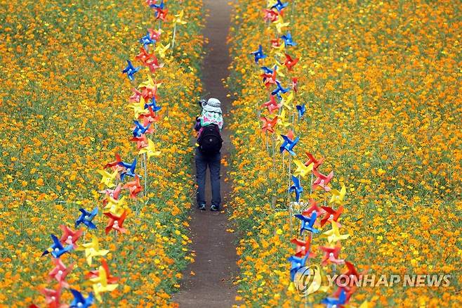 가을을 카메라에 담다 [연합뉴스 자료사진]