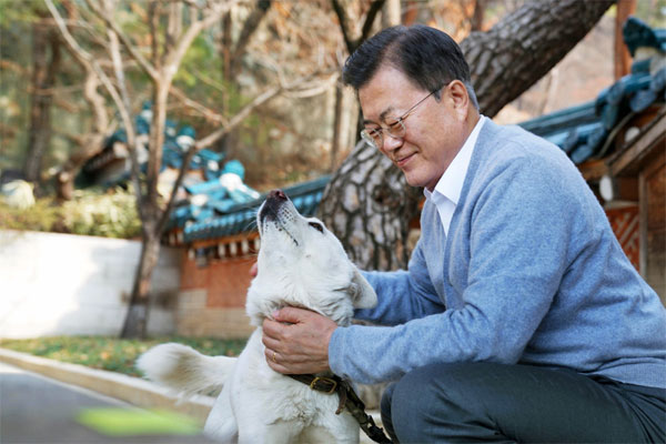 문재인 대통령이 지난 2월 설 열휴 기간에 관저에서 토리, 마루, 곰이 등 반려견들과 시간을 보내며 공개한 사진.  [사진 제공 = 청와대]