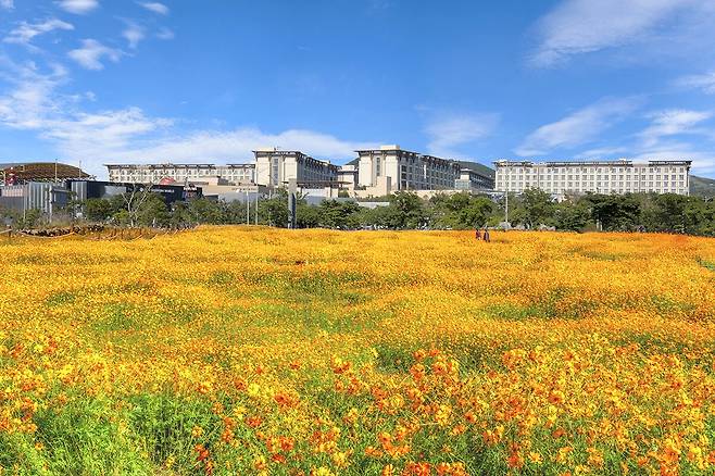 제주 신화가든 황화코스모스 황금들녘