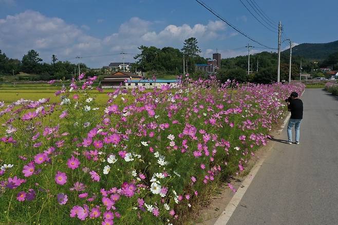 [보성=뉴시스] 전남 보성군 보성읍 두슬마을 어귀에 가을의 전령사인 코스모스가 활짝 펴 있다. (사진 제공 = 보성군) *재판매 및 DB 금지