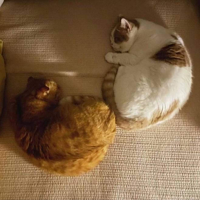 /사진 = 이수 인스타그램