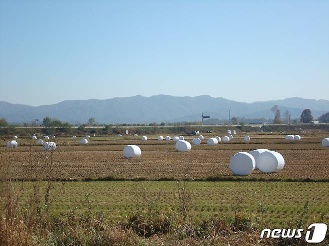 충북 청주시는 29일부터 소 사육 농가에 볏짚 곤포사일리지 비닐을 순차 공급한다.(사진은 기사 내용과 무관함) / 뉴스1 © News1