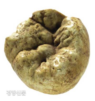 왕비의 것으로 추정되는 치아가 발견됐다. 지름이 1㎝ 정도밖에 안되는 치아는 삽으로 쓸어담은 자루 속에서 기적적으로 확인됐다.|국립공주박물관 제공