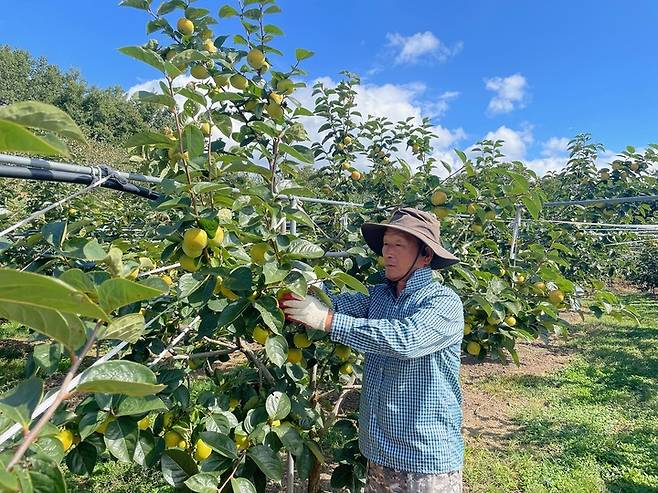 전남 구례군에서 28일 농민이 아삭아삭한 식감의 구례 태추단감을 따고 있다.(사진=구례군청 제공) *재판매 및 DB 금지