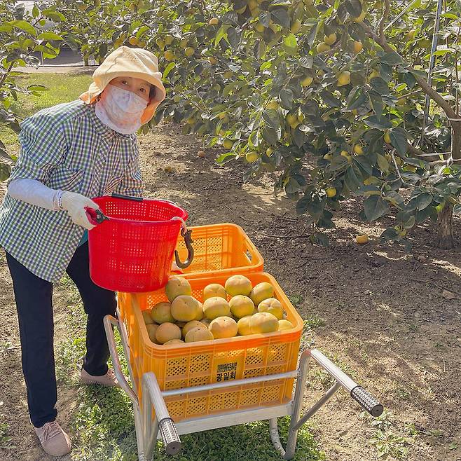 28일 전남 구례군에서 농민이 아삭아삭한 식감의 구례 태추단감을 수확하고 있다.(사진=구례군청 제공) *재판매 및 DB 금지
