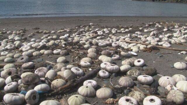 집단 폐사한 성게. 홋카이도뉴스