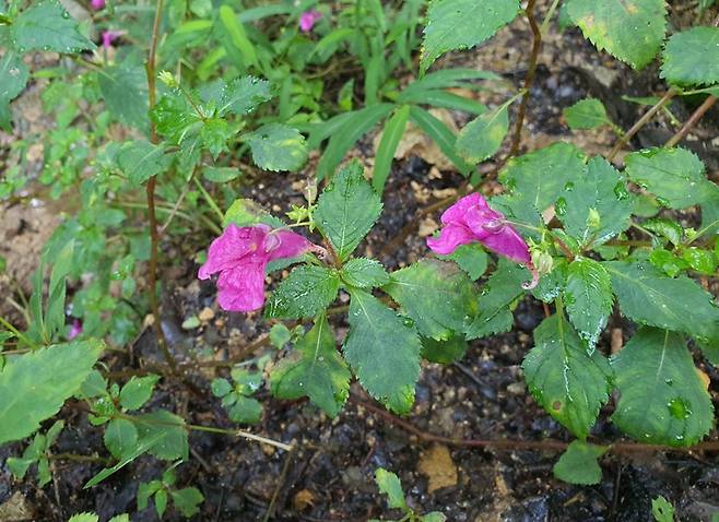 울산 입화산 참살이숲에 서식하는 물봉선 [울산시 제공. 재판매 및 DB 금지]