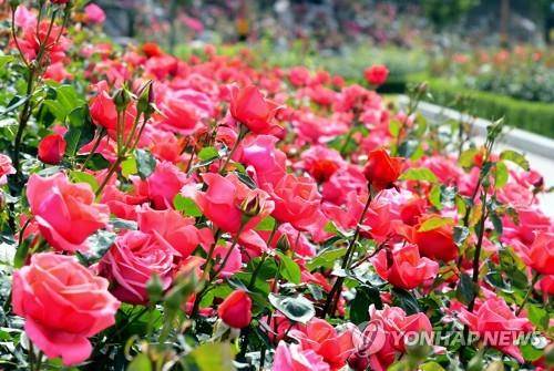 삼척 장미공원 2018년 풍경 [연합뉴스 자료사진]