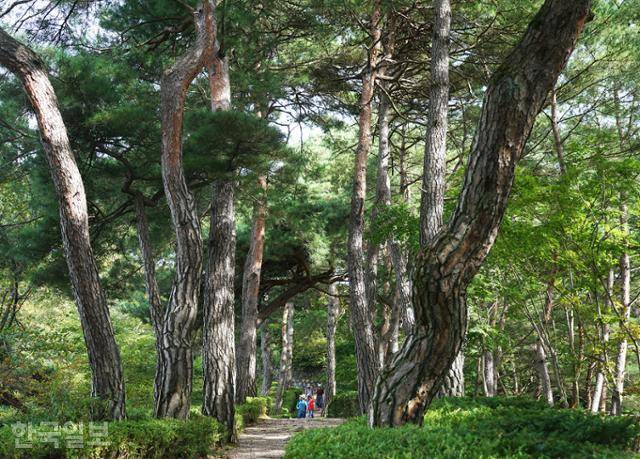 척야산문화수목원 탐방로는 갈수록 비장함이 옅어지고 수목원 특유의 서정성을 더한다.
