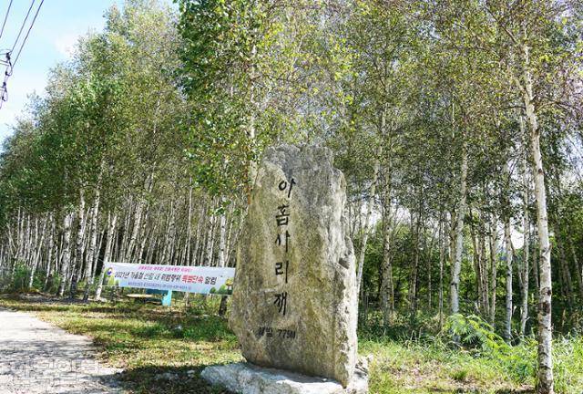 아홉사리재 정상에 아담한 규모의 자작나무숲이 조성돼 있다.