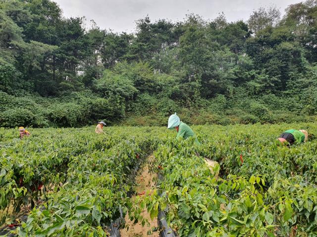 봉화군 농촌인력중개센터에서 모집한 도시 노동자들이 고추 수확을 하고 있다. 봉화군 제공
