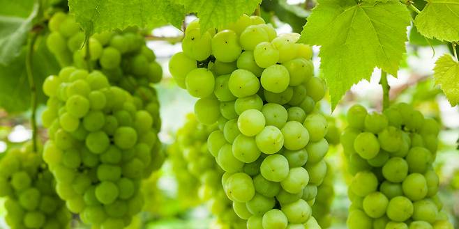 샤인머스켓은 키친타올로 감싼 후 위생 봉투에 넣어 습도를 조절해 보관하면 신선도를 유지시킬 수 있다. 냉동 보관으로 얼려서 아이스크림처럼 즐겨도 좋다. 사진| 농촌진흥청