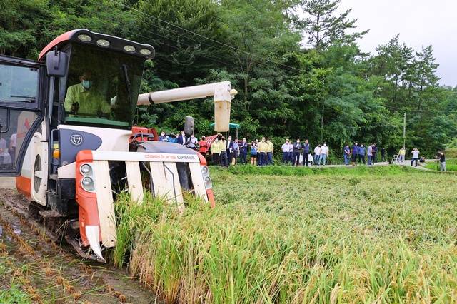 [해남=뉴시스] 박상수 기자 = 3일 전남 해남군 북평면 동해마을에서 올해 전남에서는 첫 노지 벼가 수확되고 있다. (사진=해남군 제공) 2021.08.03. photo@newsis.com *재판매 및 DB 금지