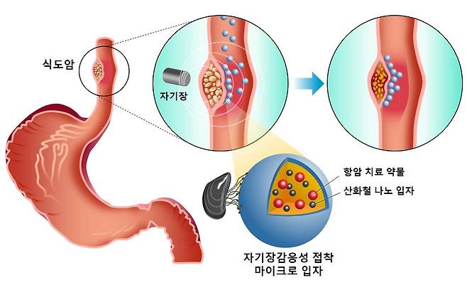 식도질환 치료효과를 높일 수 있는 약물전달 플랫폼 [포항공대 제공. 재판매 및 DB 금지]