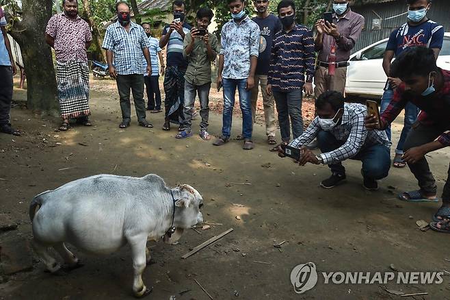 지난 7월 방글라데시 수도 다카 인근 농장에서 라니의 사진을 찍는 사람들. [AFP=연합뉴스] [AFP=연합뉴스]