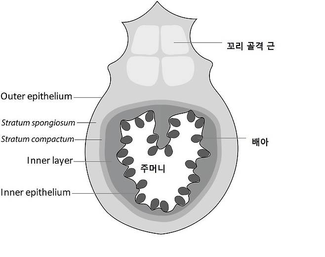 임신한 큰배해마 수컷의 보육낭 단면도. 배아(검은 점)가 자라면서 주머니 안쪽 막이 부풀어 오르고 여기에 혈관이 발달해 배아에 산소를 공급하고 이산화탄소를 수거한다. 제시카 더들리 외 (2021) ‘태반’ 제공.