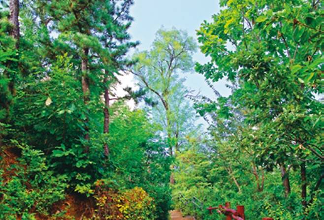 달마을공원 숲길을 걷는다.